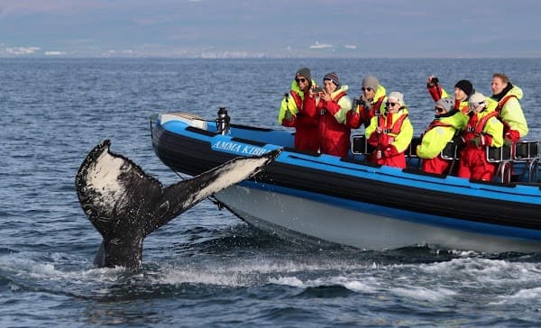 Gentle Giants - Husavik Whale Watching