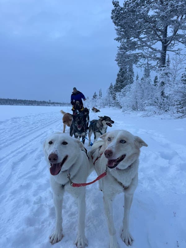 Snowdog Arctic Adventures