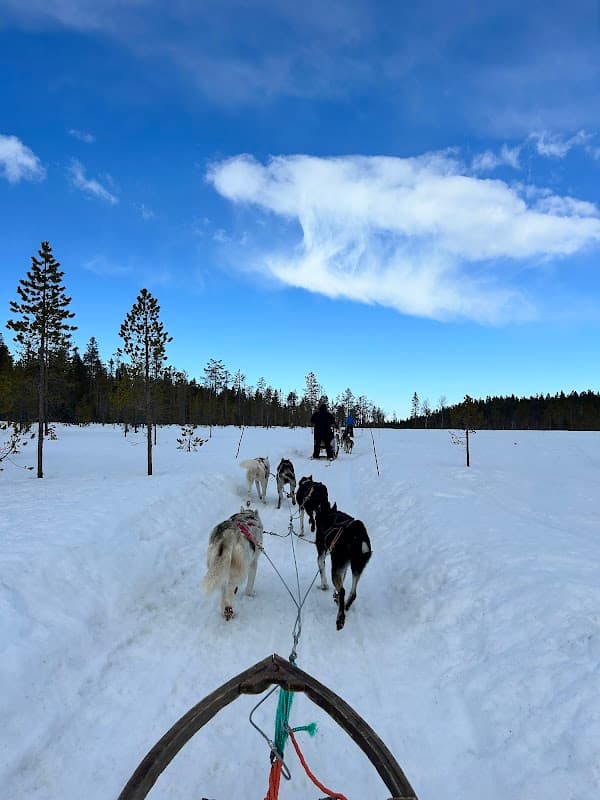 Lapland Huskies (Lapland Safaris)