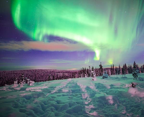 Wild About Lapland