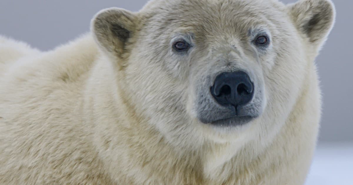 Wildlife of the sub-Antarctic South Georgia Island in the Southern Ocean