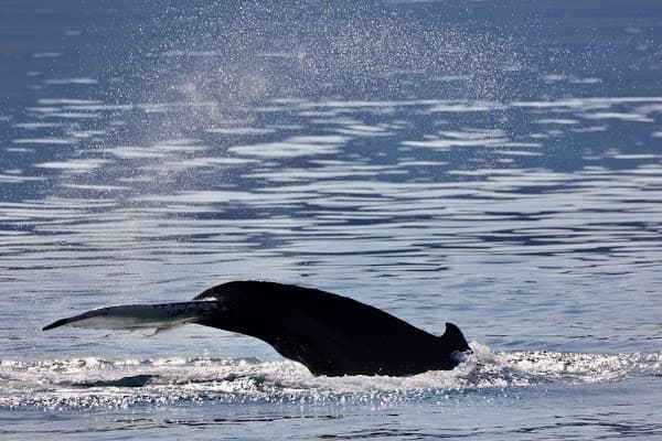 Special Tours Akureyri