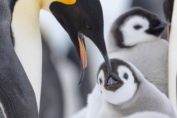 Oceanwide Expeditions