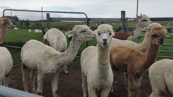 Ulbster alpaca Trekking
