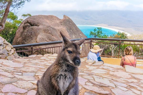 Wineglass Bay Discovery Tours