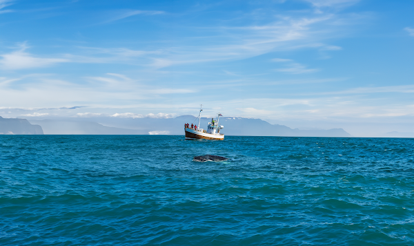 Friends of Moby Dick - Whale Watching