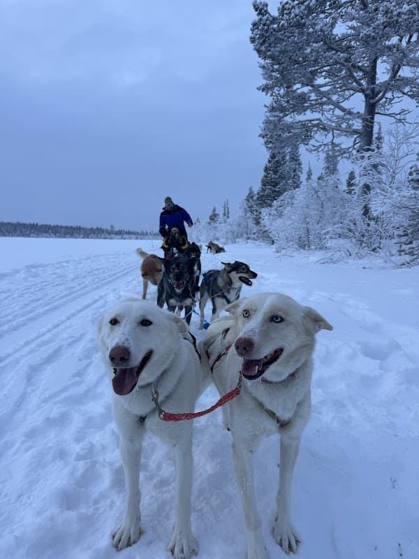 Snowdog Arctic Adventures