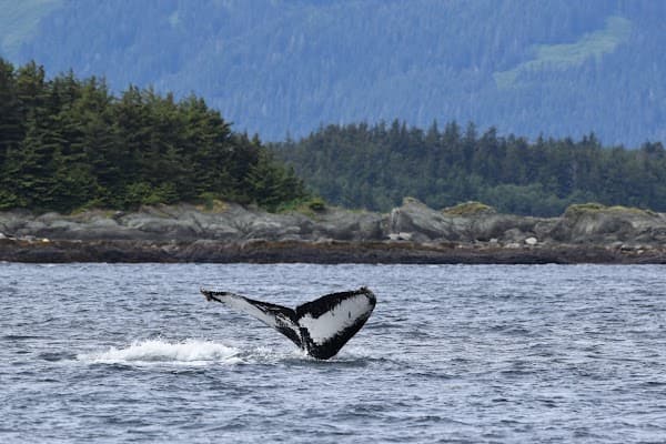 Juneau Whale Tours