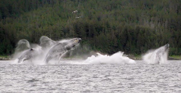 Gastineau Guiding Company