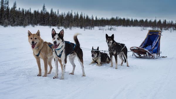 Arctic Dogsled Adventure AB
