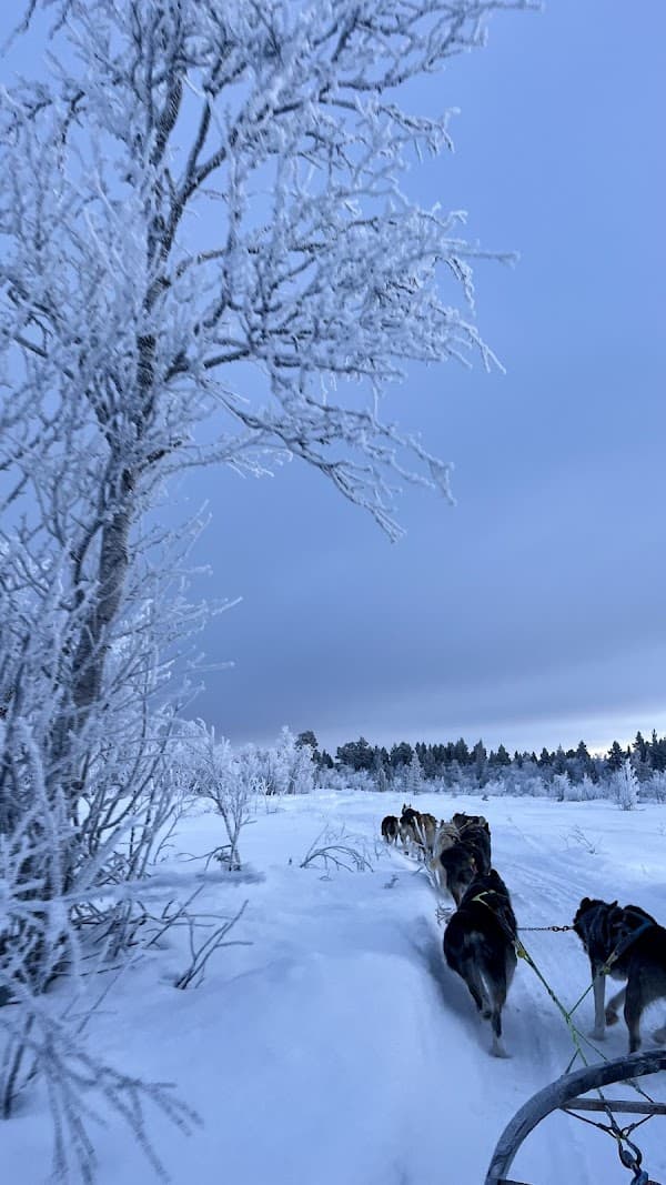 Kiruna Sleddog Tours