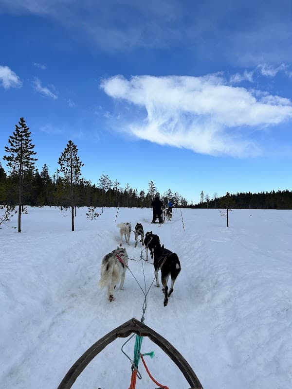Lapland Huskies (Lapland Safaris)