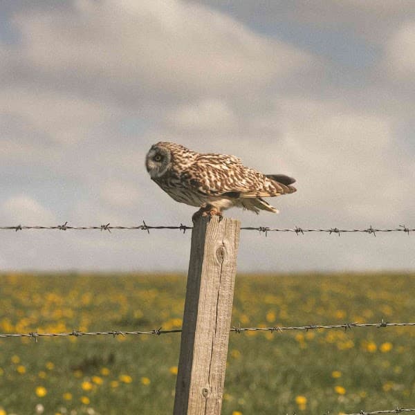 Tour Orkney with Ciaran - private tours of Orkney islands