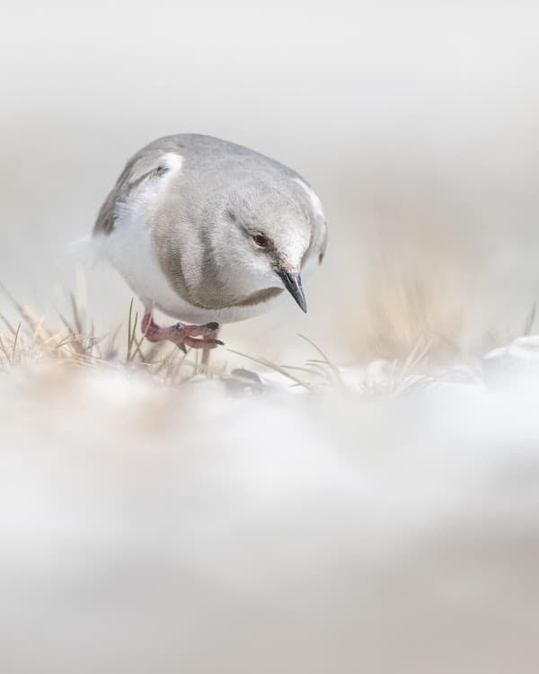 Errática Birding & Expeditions