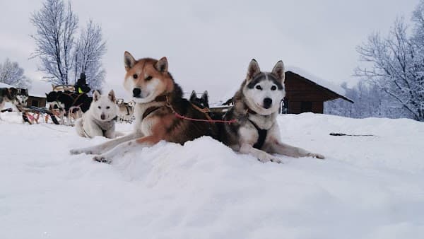 Senja Husky Adventure AS