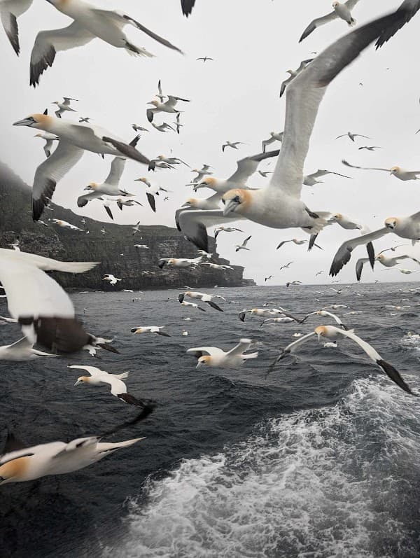 Seabirds-and-Seals - THE ORIGINAL & NO.1 NOSS BOAT - EST 1992