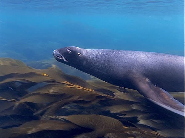 Stewart Island Snorkel