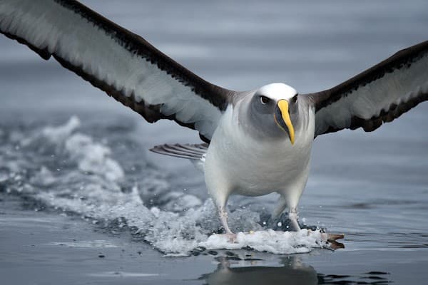 Aihe Wildlife Boat Cruises & Water Taxi - Stewart Island