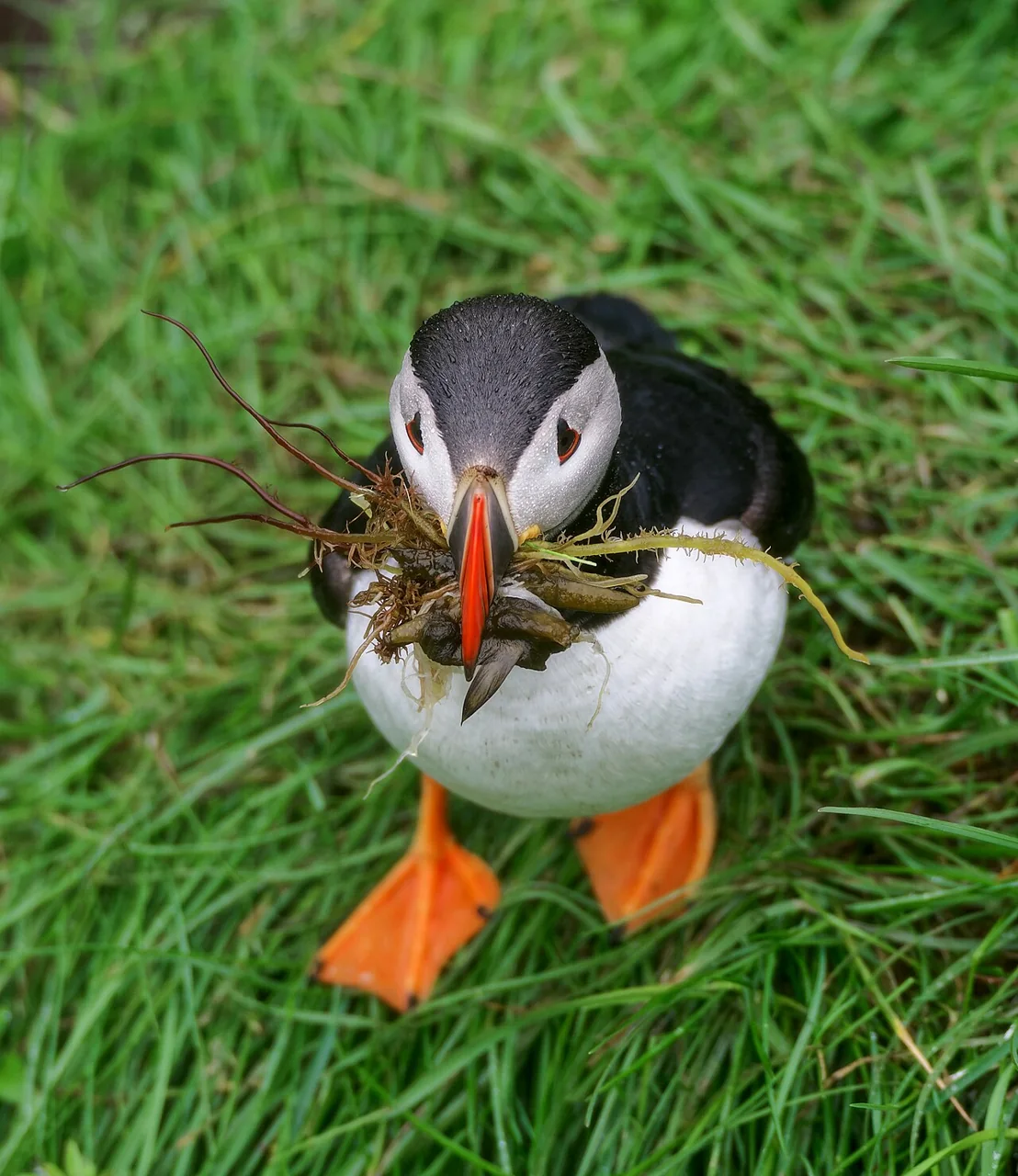 An Atlantic puffin carrying vegetation at Bakkagerði, Borgarfjörður eystri, Iceland