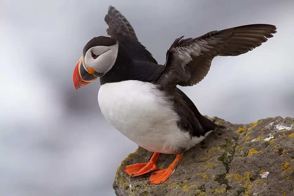 Atlantic puffin with its wings spread on an Icelandic cliff