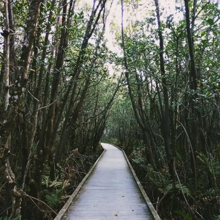 Best Things To Do In Bonita Springs - Four Mile Cove Ecological Preserve
