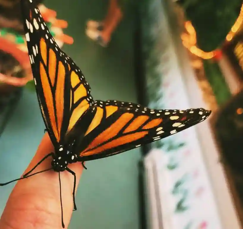 Things to Do in Jim Thorpe - Bear Mountain Butterfly Sanctuary